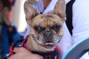 Qué hacer ante lesiones producidas por perros o gatos