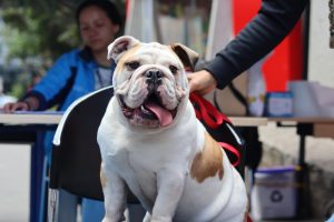 La ciudad realizará la Jornada Distrital de Vacunación Antirrábica Canina y Felina este domingo