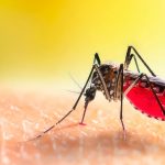 En vacaciones: ten cuidado con el dengue