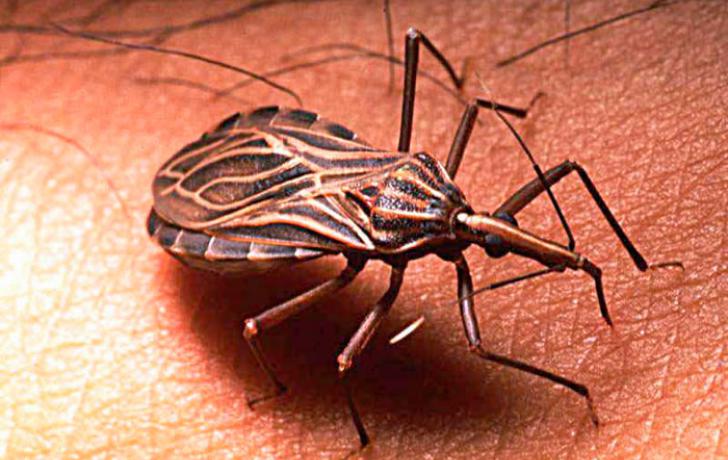 imagen del insecto