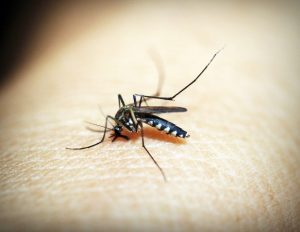 Capital Salud EPS refuerza campaña de prevención del dengue