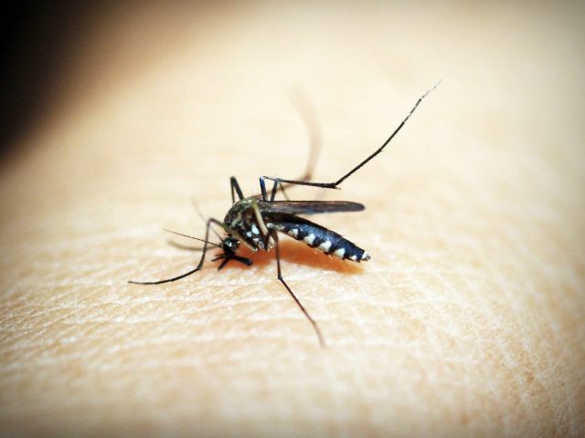 Capital Salud EPS refuerza campaña de prevención del dengue