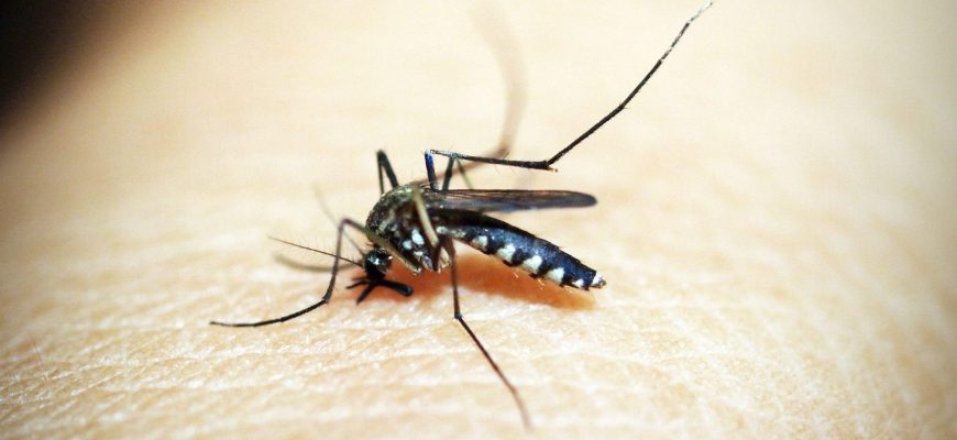 Imagen del mosquito
