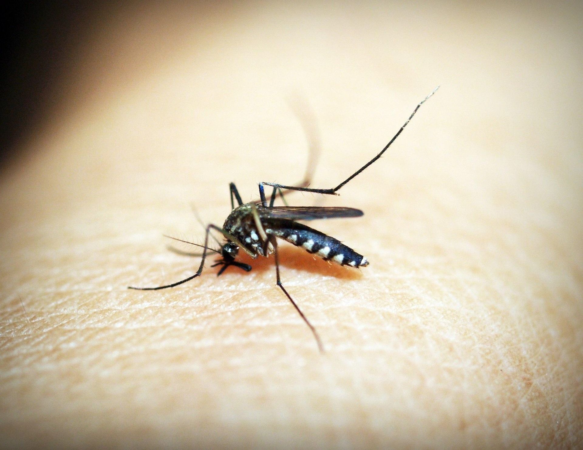 Imagen del mosquito
