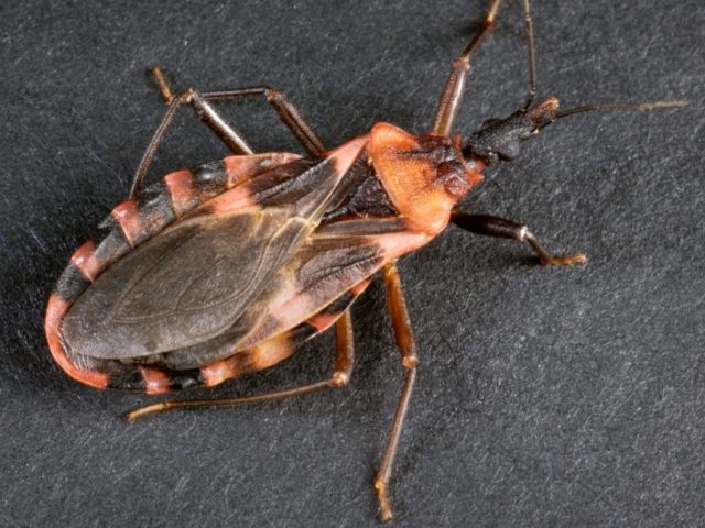 Capital Salud EPS promueve la prevención y el diagnóstico oportuno de la enfermedad de Chagas
