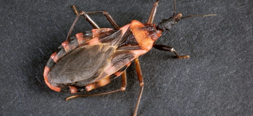 Imagen del insecto