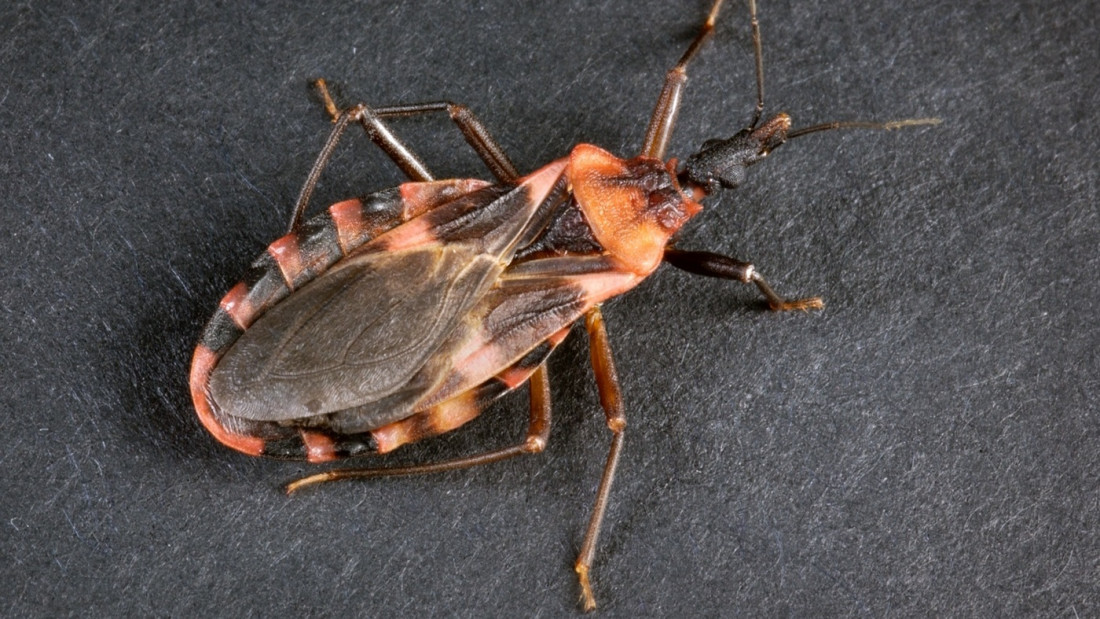 Imagen del insecto 